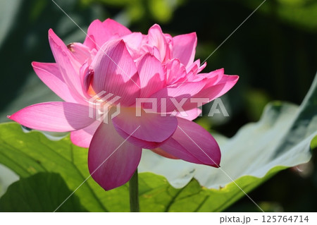 仏教と縁の深いハスの花ー参 125764714