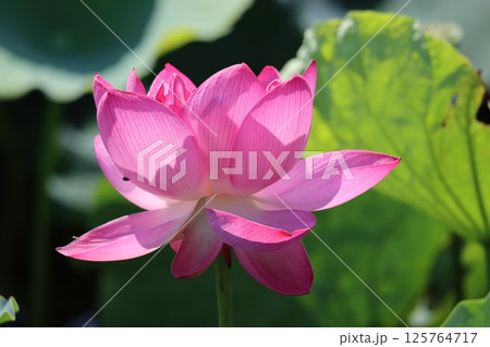 仏教と縁の深いハスの花ー六 仏教と縁の深いハスの花ー六 125764717