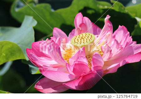 仏教と縁の深いハスの花-八 仏教と縁の深いハスの花-八 125764719