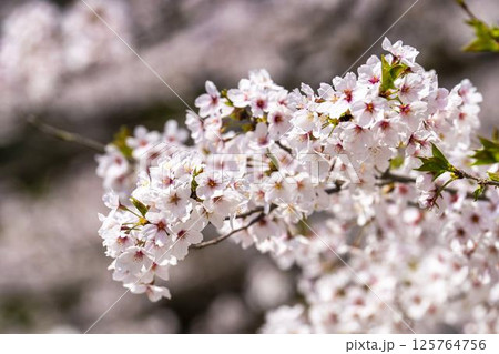 鶴ヶ城（若松城）内の桜　福島県会津若松市 125764756