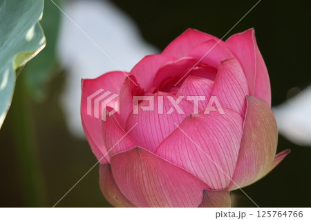 神聖な花とされるハスの花 125764766