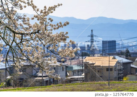 春の旧石部邸跡地にある石部桜　福島県会津若松市 125764770