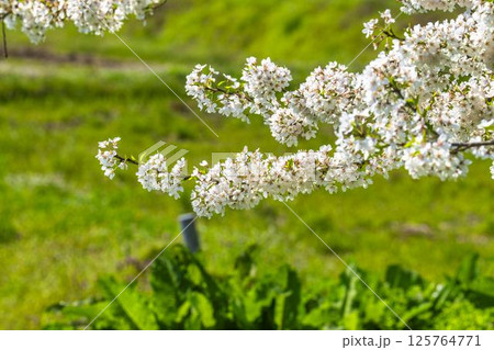 春の旧石部邸跡地にある石部桜　福島県会津若松市 125764771