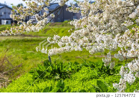 春の旧石部邸跡地にある石部桜 福島県会津若松市 春の旧石部邸跡地にある石部桜 福島県会津若松市 125764772