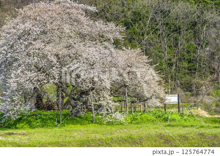 春の旧石部邸跡地にある石部桜 福島県会津若松市 春の旧石部邸跡地にある石部桜 福島県会津若松市 125764774
