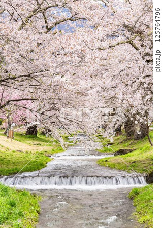 春の桜並木 満開の観音寺川の桜 福島県猪苗代町 春の桜並木 満開の観音寺川の桜 福島県猪苗代町 125764796