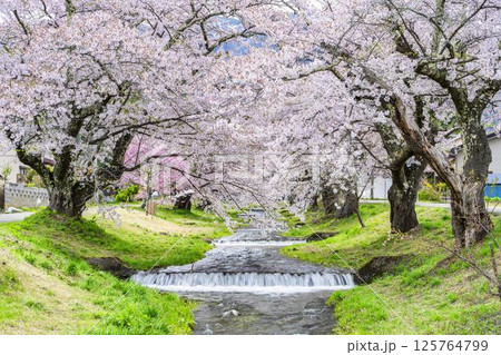 春の桜並木　満開の観音寺川の桜　福島県猪苗代町 125764799