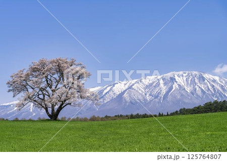 小岩井の一本桜と残雪残る岩手山 岩手県雫石町 小岩井の一本桜と残雪残る岩手山 岩手県雫石町 125764807