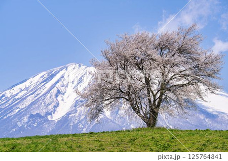 満開になった滝沢(三角山)の一本桜と岩手山 岩手県滝沢市 満開になった滝沢(三角山)の一本桜と岩手山 岩手県滝沢市 125764841