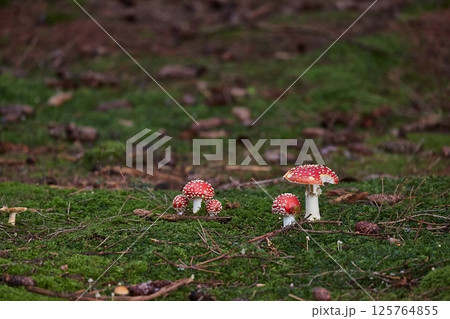 Poisonous Mushrooms Growing in the Woods Poisonous Mushrooms Growing in the Woods 125764855