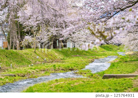 春の桜並木 満開の観音寺川の桜 福島県猪苗代町 春の桜並木 満開の観音寺川の桜 福島県猪苗代町 125764931