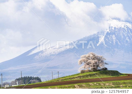 満開の野駄・為内の一本桜 岩手県八幡平市 満開の野駄・為内の一本桜 岩手県八幡平市 125764957
