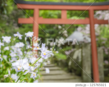 参道のシャガの花 125765021