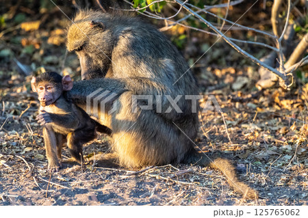 Baboon family in Chobe Baboon family in Chobe 125765062