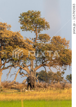 African Elephant grazing in the Okavango Delta at sunset African Elephant grazing in the Okavango Delta at sunset 125765063
