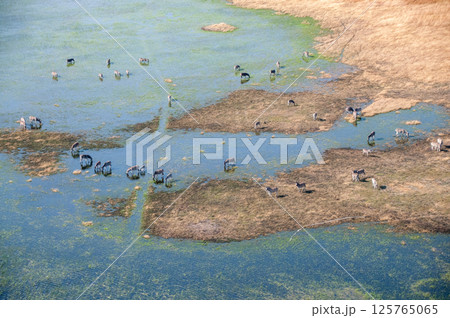 Aerial shot of Zebras grazing in the Okavango Delta 125765065
