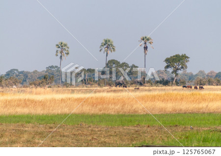 Elephants grazing in the Okavango 125765067