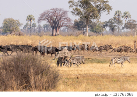 Wildebeest in the Okavango Delta Wildebeest in the Okavango Delta 125765069