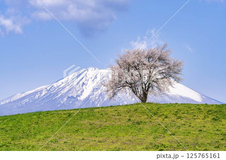 満開になった滝沢（三角山）の一本桜と岩手山　岩手県滝沢市 125765161
