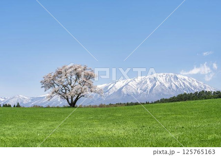 小岩井の一本桜と残雪がある岩手山　岩手県雫石町 125765163