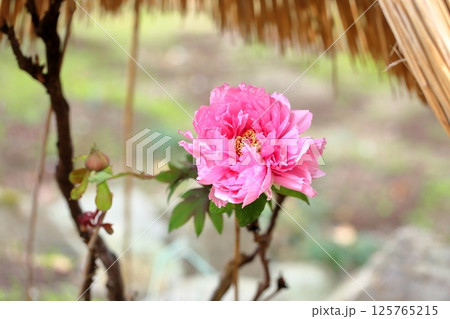 寒牡丹の花 125765215