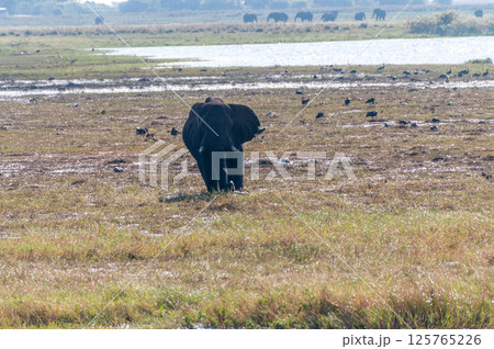 African Elephant in Chobe 125765226
