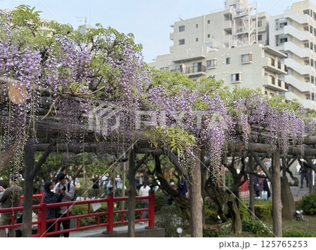 亀戸天神社の藤棚 125765253