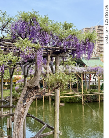 亀戸天神社の藤棚 亀戸天神社の藤棚 125765256