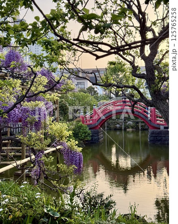 亀戸天神社の藤棚 125765258