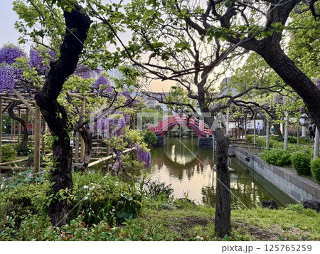 亀戸天神社の藤棚 125765259