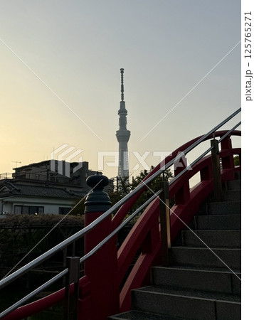 亀戸天神社の藤棚 亀戸天神社の藤棚 125765271