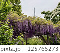 亀戸天神社の藤棚 125765273
