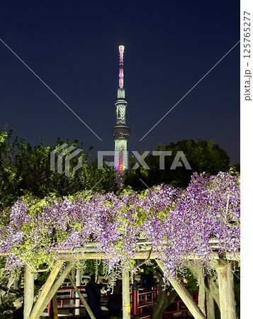 亀戸天神社の藤棚 亀戸天神社の藤棚 125765277