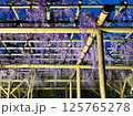 亀戸天神社の藤棚 125765278