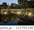 亀戸天神社の藤棚 125765280