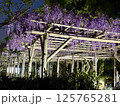 亀戸天神社の藤棚 125765281