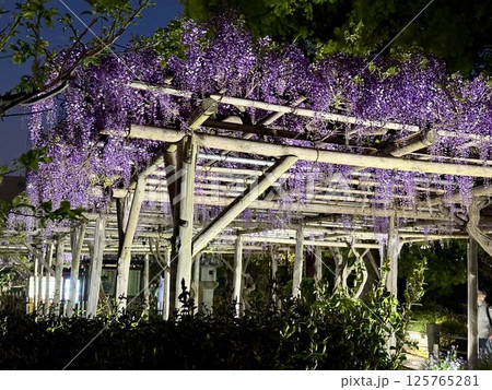 亀戸天神社の藤棚 125765281