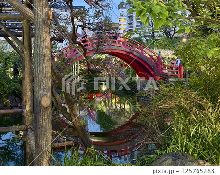 亀戸天神社の藤棚 亀戸天神社の藤棚 125765283