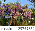亀戸天神社の藤棚 125765284