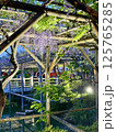 亀戸天神社の藤棚 125765285