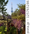 亀戸天神社の藤棚 125765286
