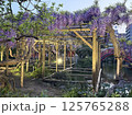 亀戸天神社の藤棚 125765288