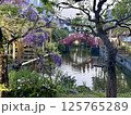 亀戸天神社の藤棚 125765289