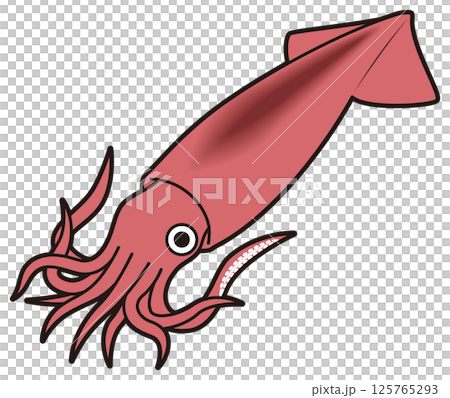 Squid Squid 125765293