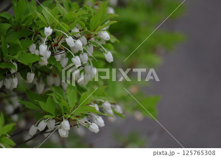 白いドウダンツツジの花 125765308