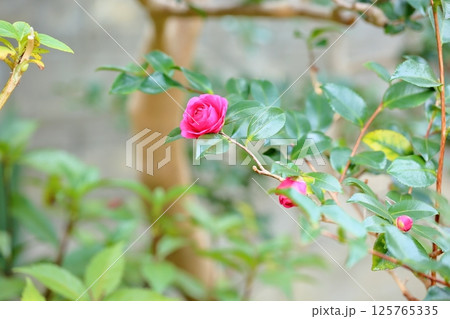 山茶花の花 125765335