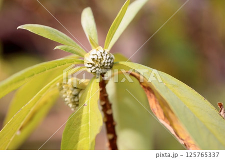 ミツマタの花芽 125765337