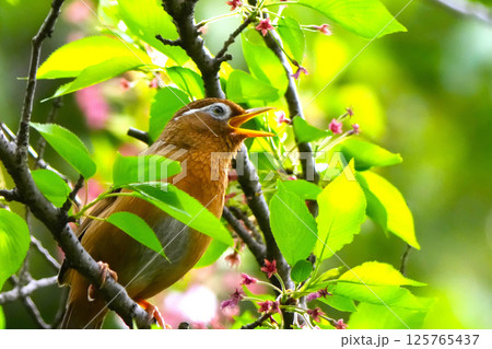 綺麗なガビチョウ 125765437