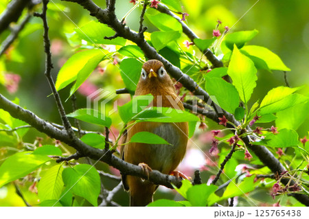 綺麗なガビチョウ 125765438