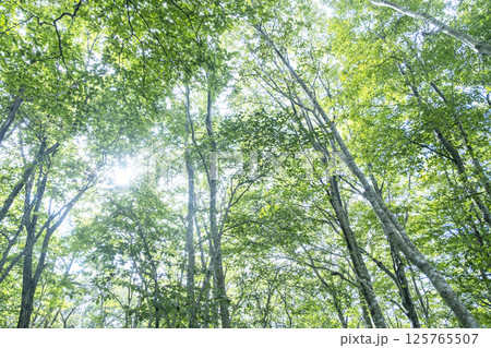 ブナの森に朝の光が差し込む風景 125765507
